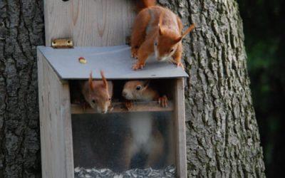 The squirrel feeding box