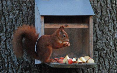 Squirrel feeding tips