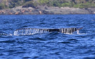 Tierkommunikation mit einem Buckelwal in Australien